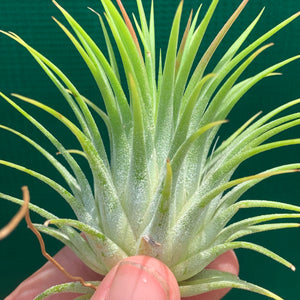 Tillandsia - ionantha ‘Ron’ (Asian Form)