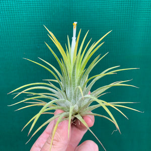 Tillandsia - ionantha 'Large Yellow’ ex. RB