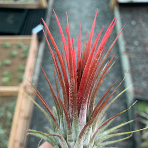 Tillandsia - ionantha ‘APD003’