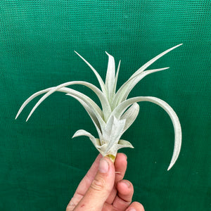 Tillandsia - Pink Velvet ex. Tropiflora