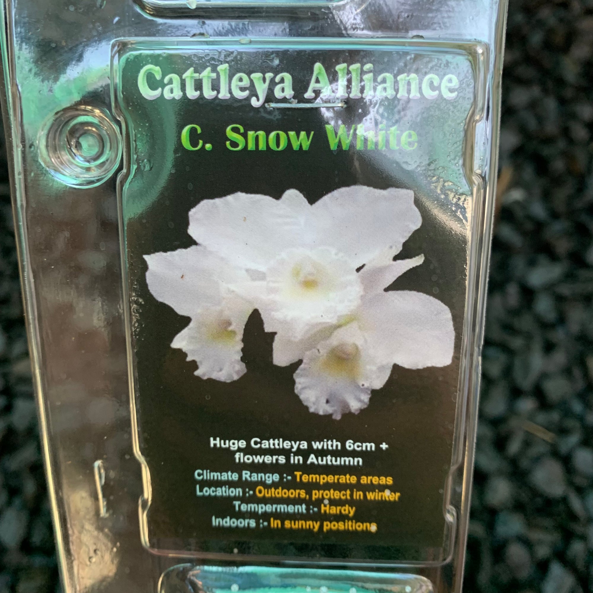 Orchid - Cattleya Alliance C. Snow White