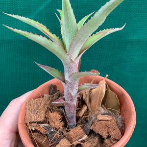 Cryptanthus - Ruby Ryde