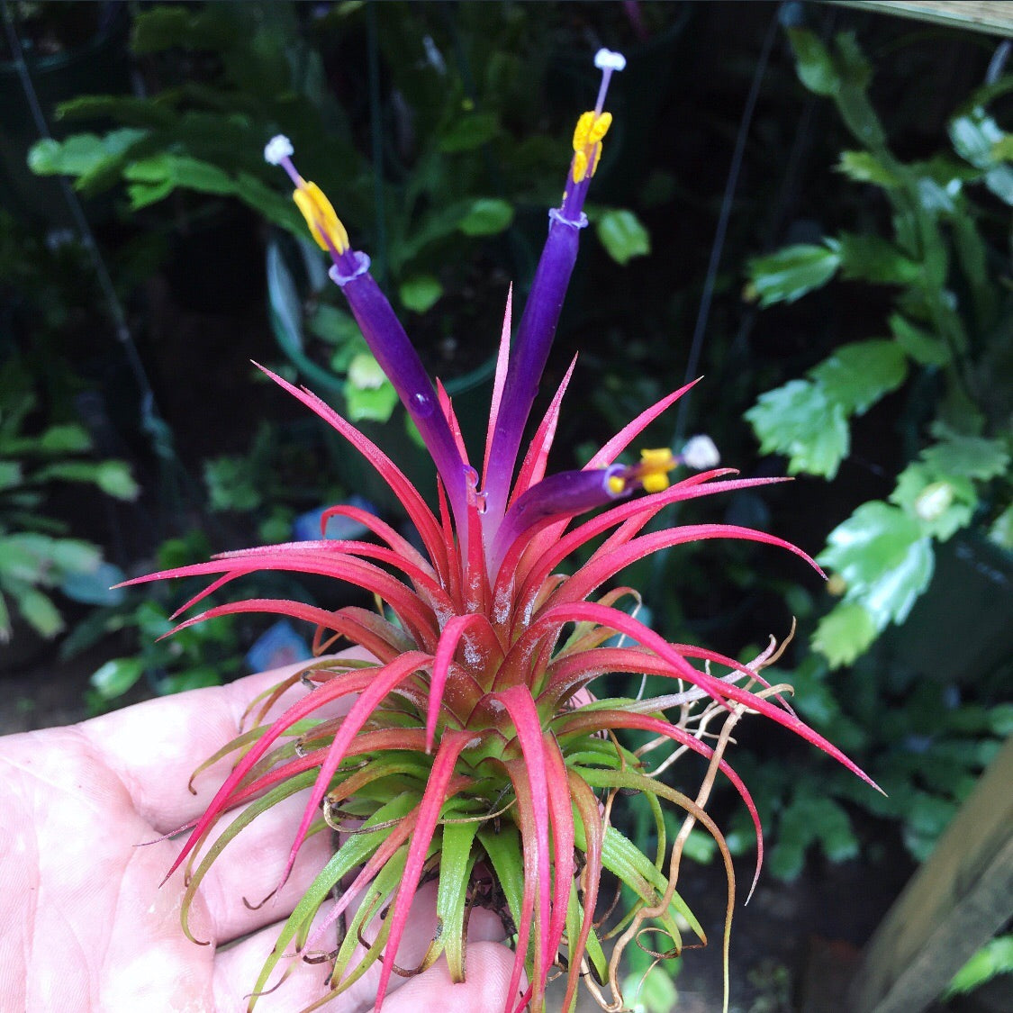 tillandsia ionantha guatemala air plants Tillandsia