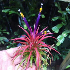 Tillandsia - Ionantha 'Guatemala’ (Wholesale)