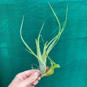Tillandsia - flexuosa ex. Suriname