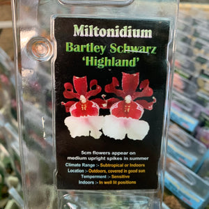 Orchid - Miltonidium ‘Bartley Schwarz Highland’