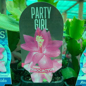 Zygocactus Party Girl