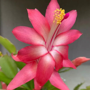 Zygocactus Caribbean Dancer