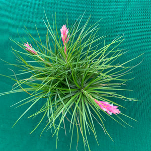 Tillandsia - Repton ex. PT