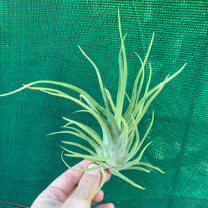 Tillandsia - Twisted Medusa ex. CC