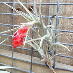 Tillandsia - Margarite ex. PT