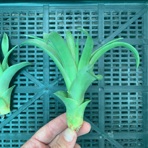 Tillandsia - capitata ‘Marron’ ex. PT