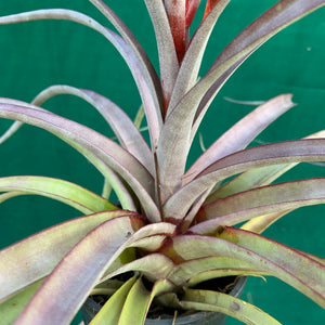 Tillandsia - Cooloola ex. App