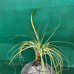 Tillandsia - aff rodrigueziana ‘Yellow’ ex. Richter
