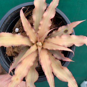 Cryptanthus - Acaulis var. Ruber