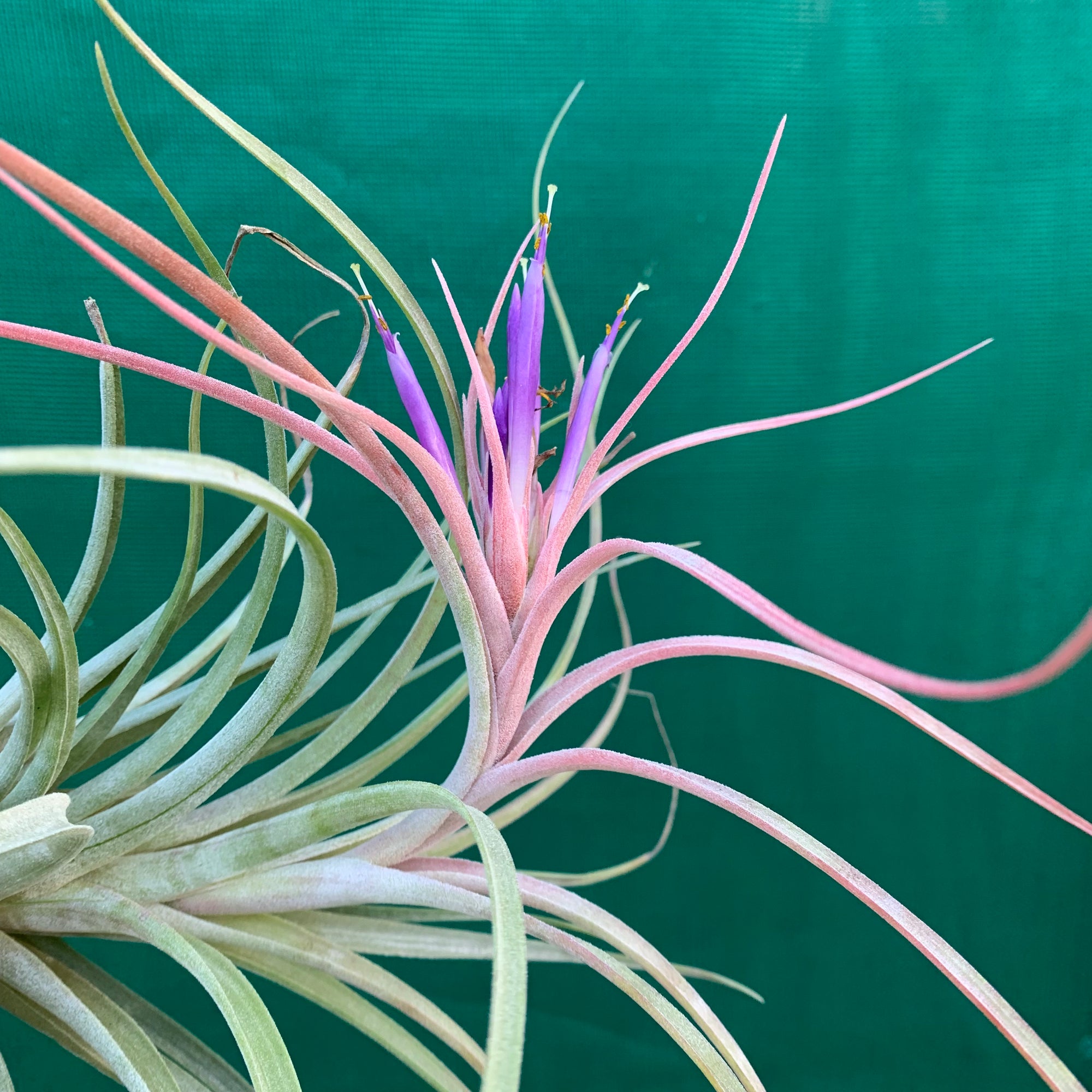 Tillandsia - Bob’s Pick ex. JO