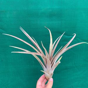 Tillandsia - Subteres ex. PT