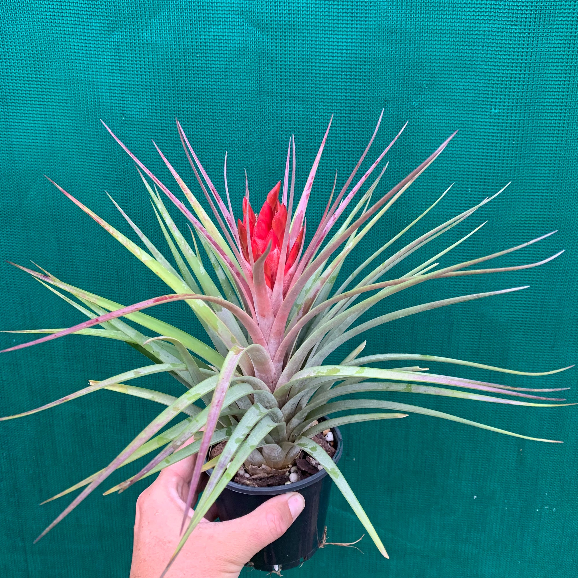 Tillandsia - Hal’s Nidus