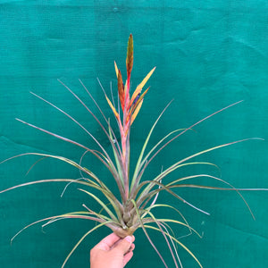 Tillandsia - Oeseriana ex. OM