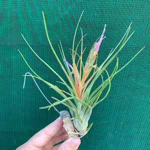 Tillandsia - Orange Crush