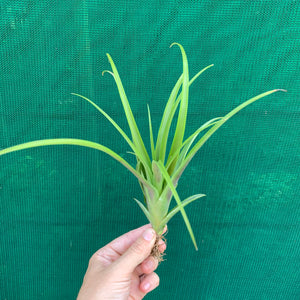 Tillandsia - Flabellata