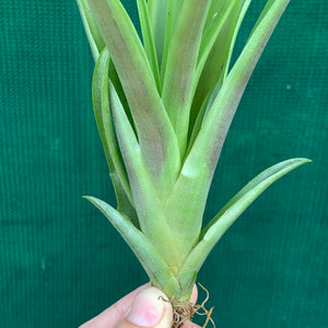 Tillandsia - Flabellata