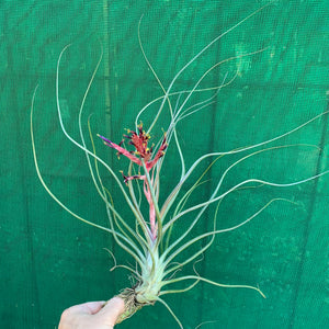 Tillandsia - Crackerjack ex. BG