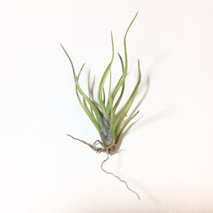 Tillandsia - bulbosa