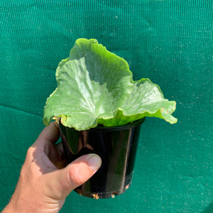 Platycerium - Grande