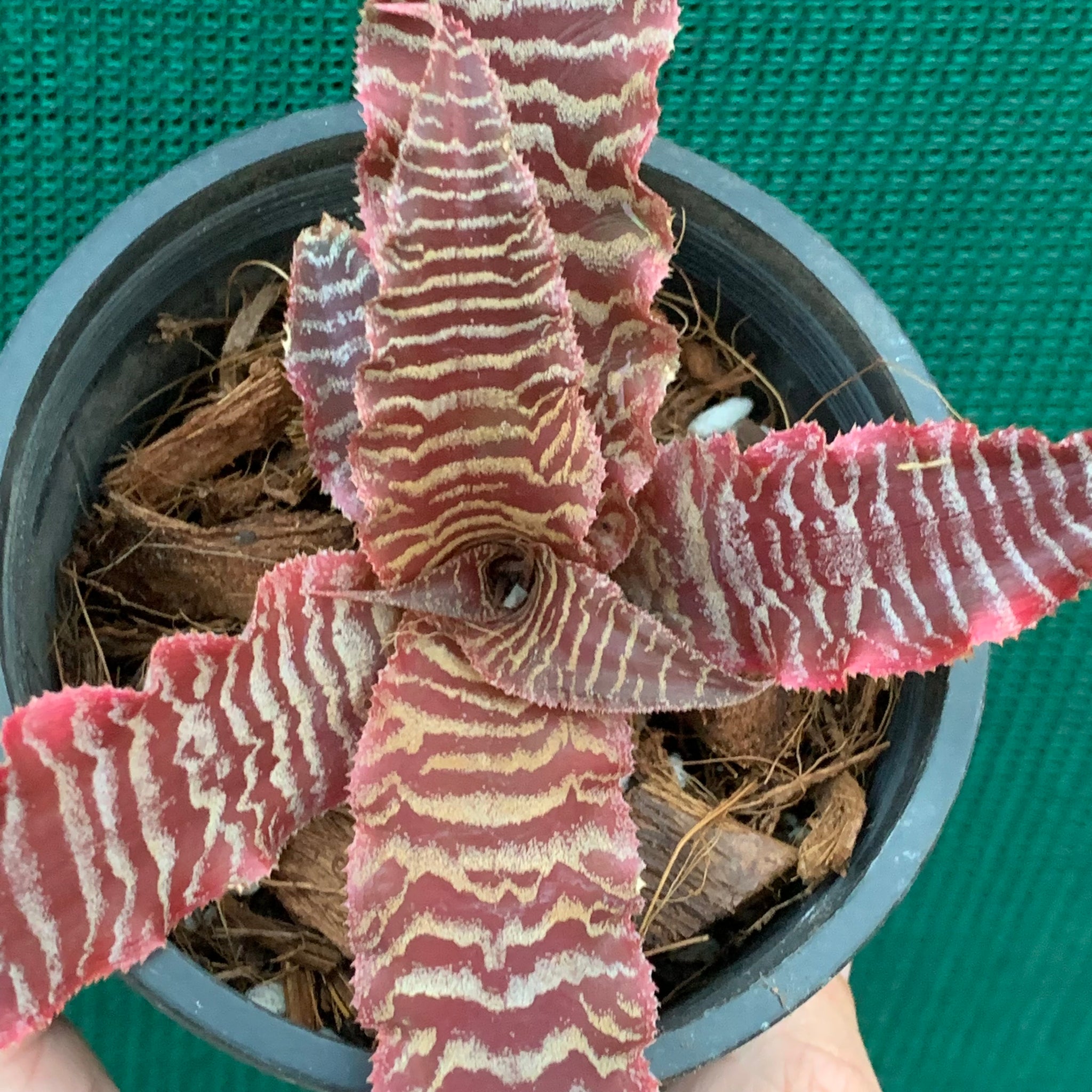 is cryptanthus a succulent Cryptanthus - Elaine