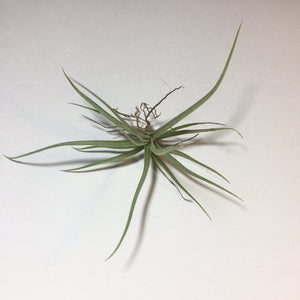 Tillandsia - Cumi-Cumi