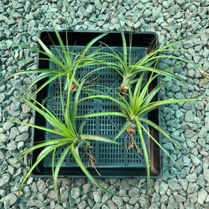 Tillandsia - capitata x fasciculata ex. DC