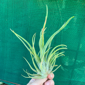 Tillandsia - Twisted Medusa ex. CC