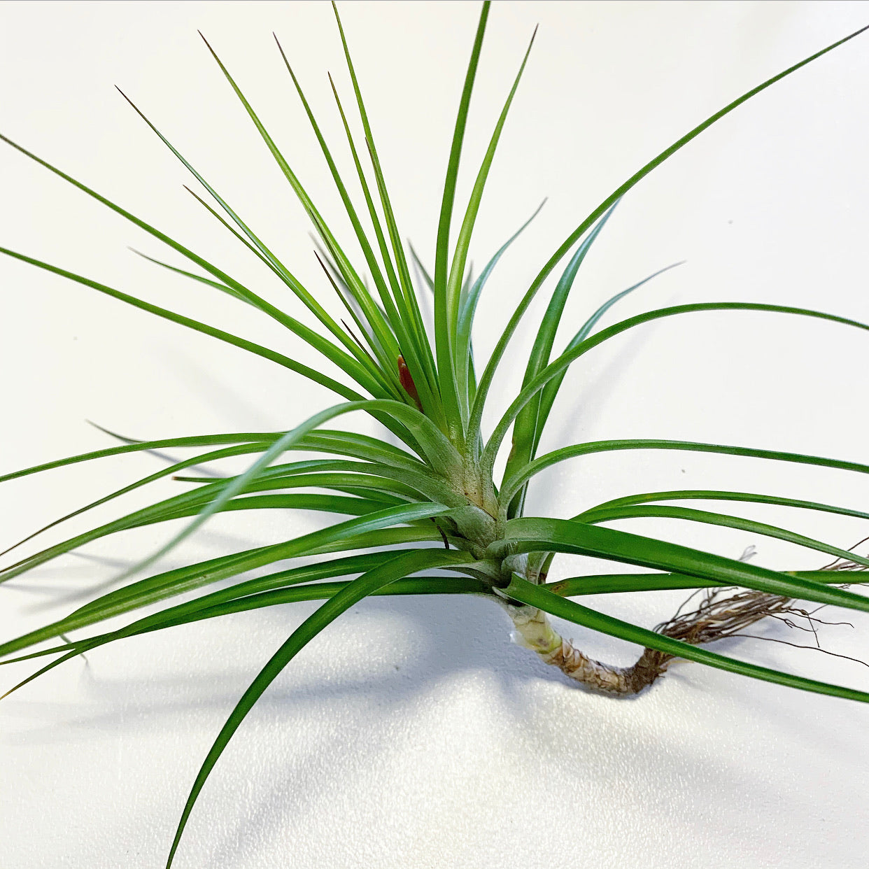 caulescens air plant Tillandsia - caulescens
