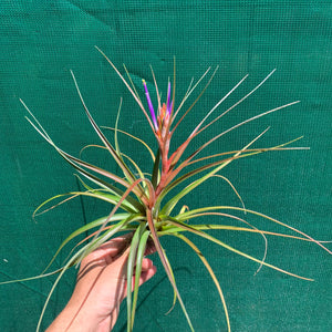 Tillandsia - Nashville ex. GP