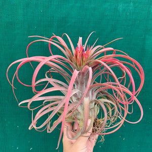 Tillandsia - Eric The Red