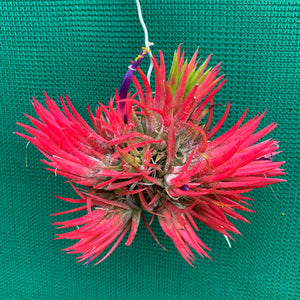 Tillandsia - ionantha 'Fuego' ex. RFI