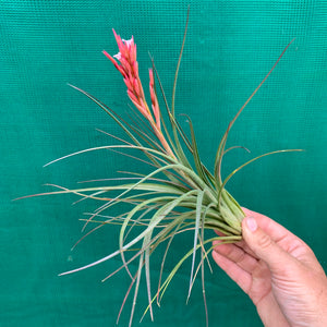 Tillandsia - Caulescens x Globosa ex. CL