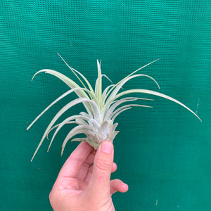 Tillandsia - Silver Trinket