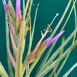 Tillandsia - Orange Crush
