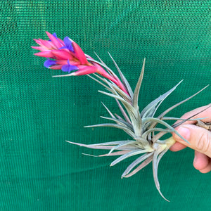 Tillandsia - Purple Gem