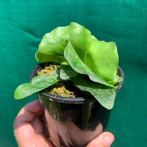 Platycerium - Foongsiqi