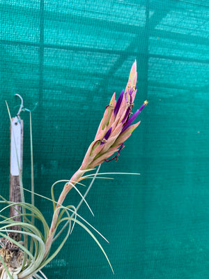 Tillandsia - x Floridana ex. OM