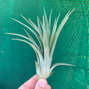 Tillandsia - Yandina NEW