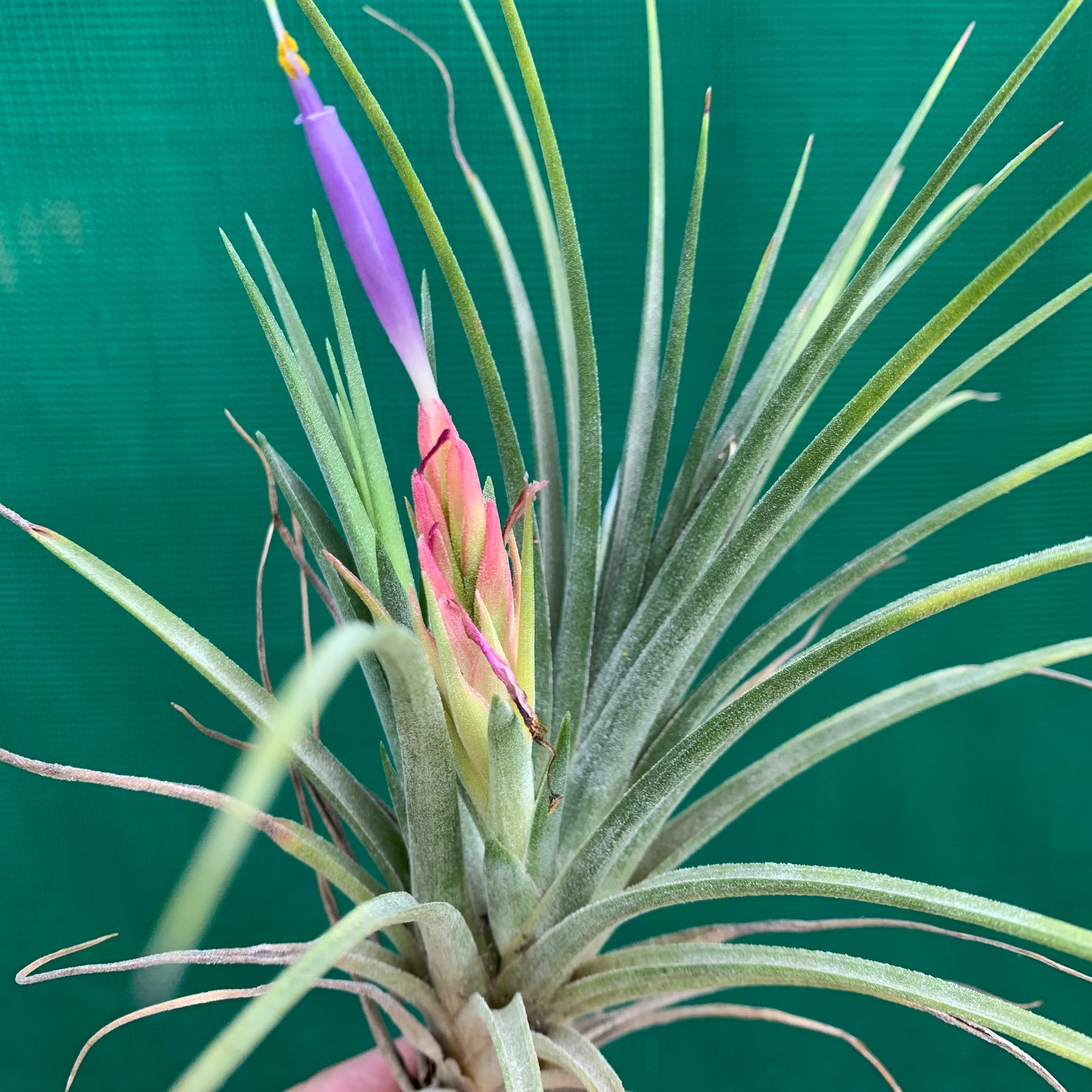 Tillandsia - Boreen ex. GA NEW