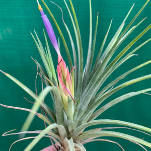 Tillandsia - Boreen ex. GA NEW