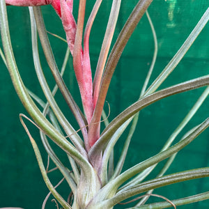 Tillandsia - Crackerjack ex. BG