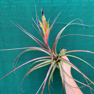 Tillandsia - Widgee ‘Large Form’