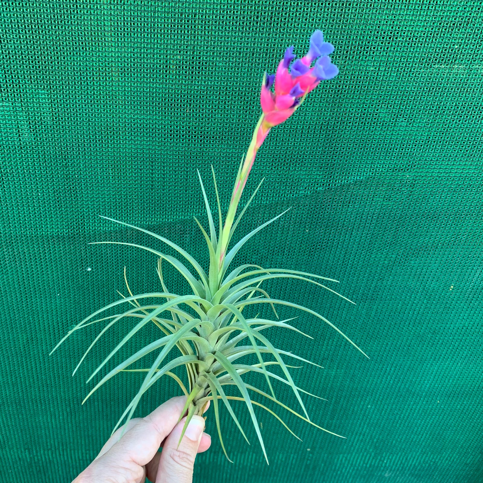Tillandsia - tenuifolia 'Long Dark Form' ex. PT