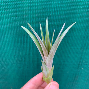 Tillandsia - Widgee ‘Large Form’